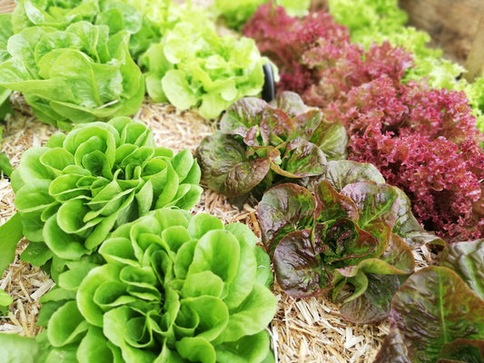 Gartenkalender – Frühlingserwachen bei misanjo
