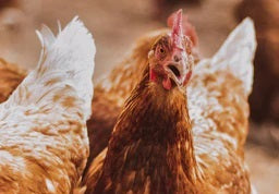 Miscanthus Einstreu im Hühnerstall