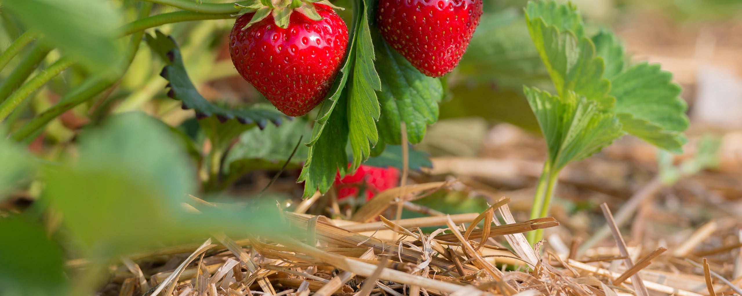 Erdbeeren auf dem Feld
