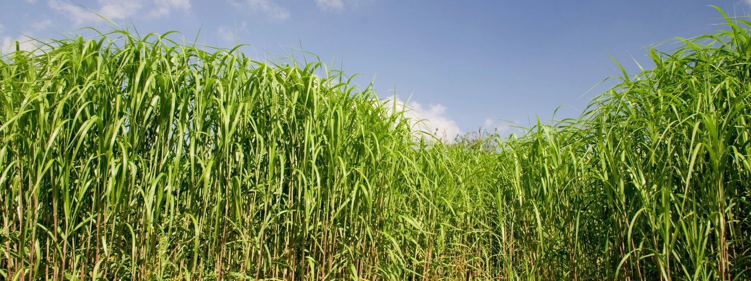 Miscanthus Feld