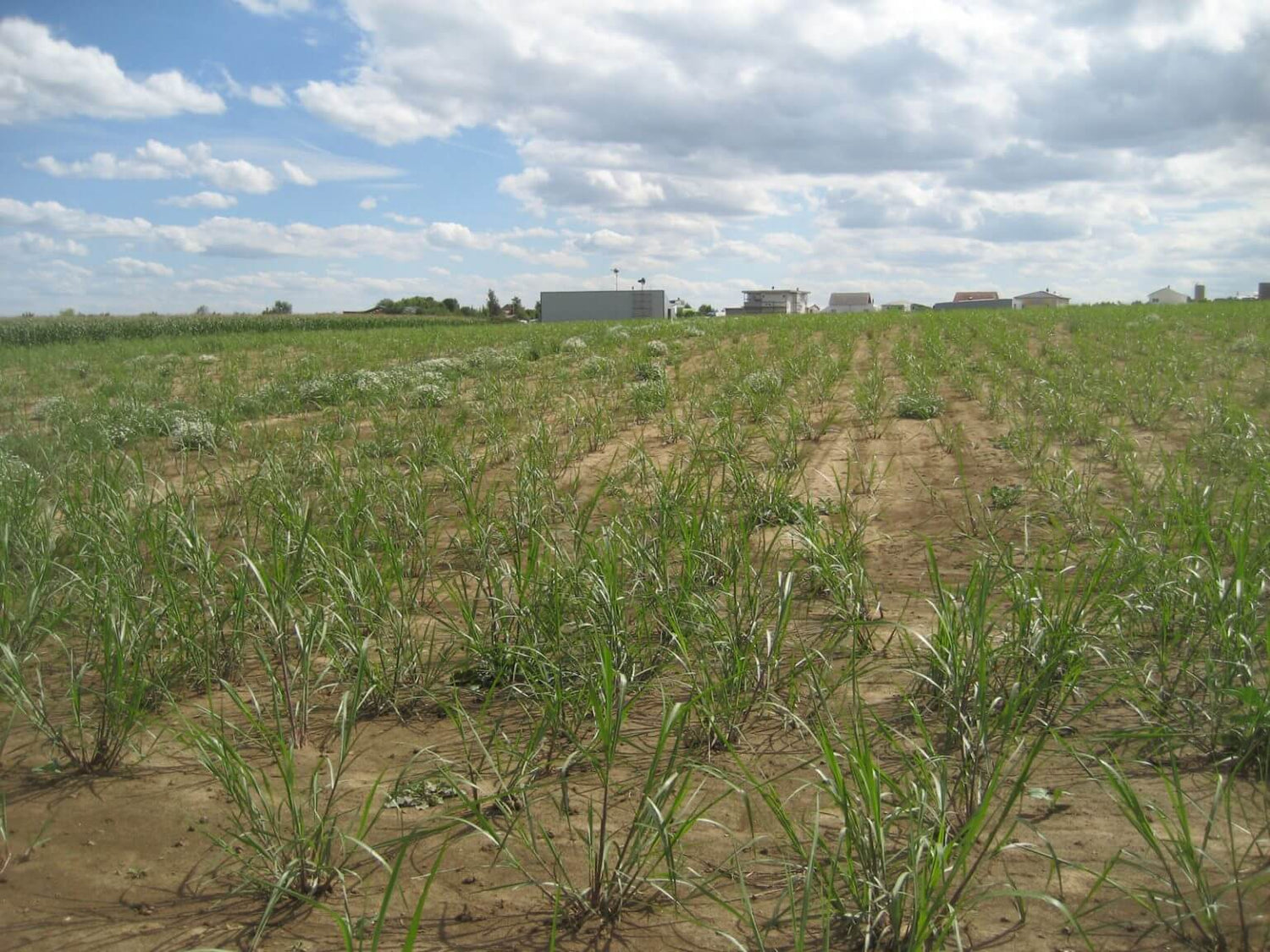 Anbau von Miscanthus auf dem Feld