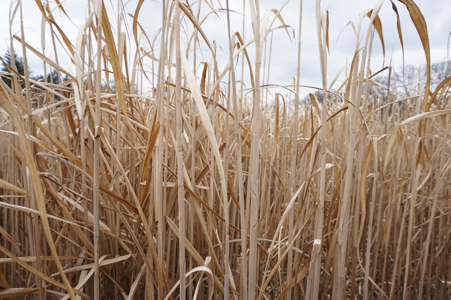 Miscanthus im Feld