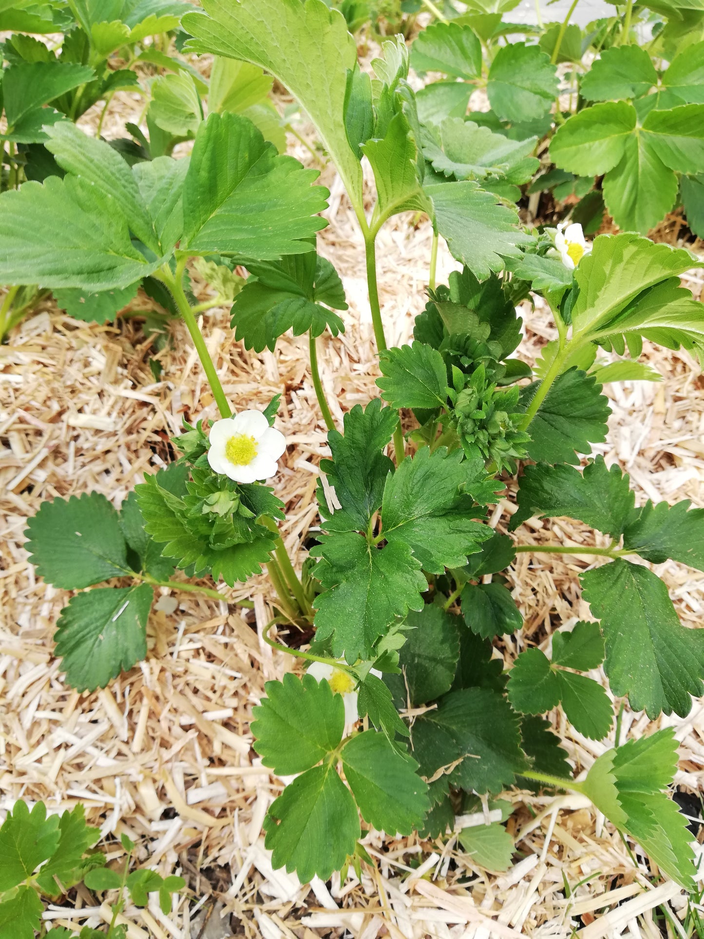 Miscanthus Gartenmulch bei Erdbeeren