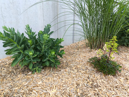 Miscanthus-Mulch: Dein Helfer im Garten bei 30 Grad Hitze