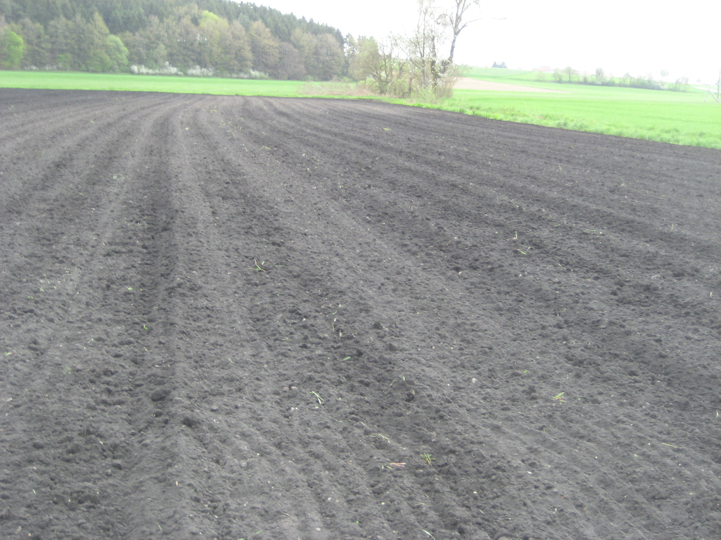 Ackerfläche für den Miscanthus Anbau