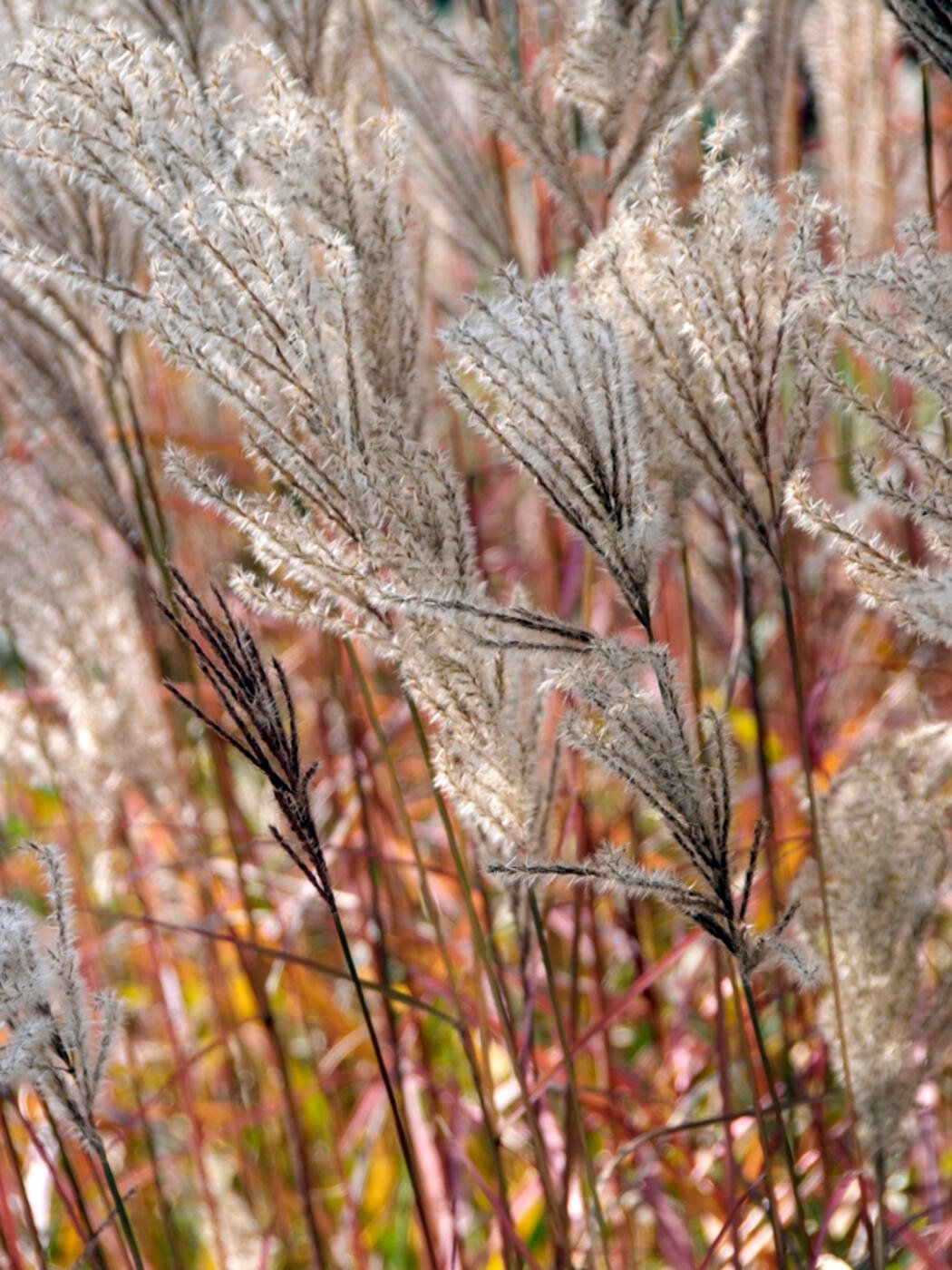 Chinaschilf Miscanthus Sinensis Blutet