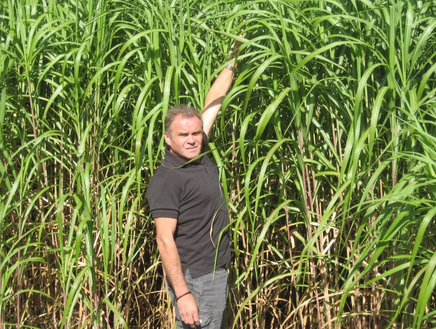 Anton Joachim im Miscanthus Feld