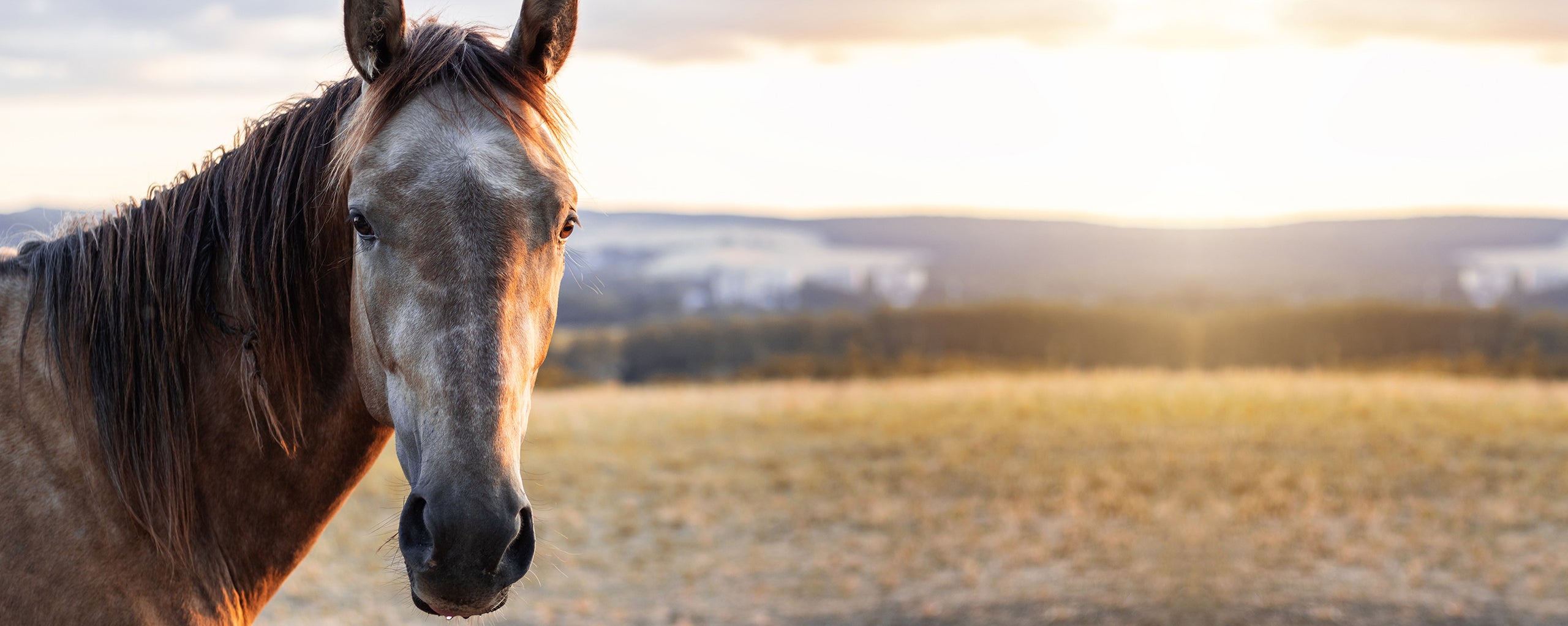 Pferd auf dem Feld bei Sonnenuntergang