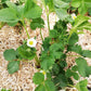 Miscanthus Gartenmulch bei Erdbeeren